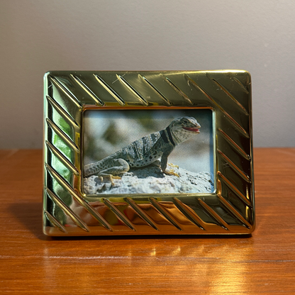 Solo Pet Portrait - Small