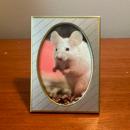 Solo Pet Portrait - Small