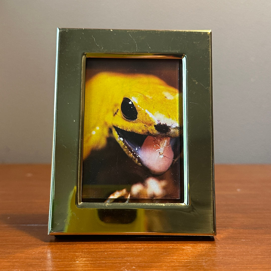 Solo Pet Portrait - Small