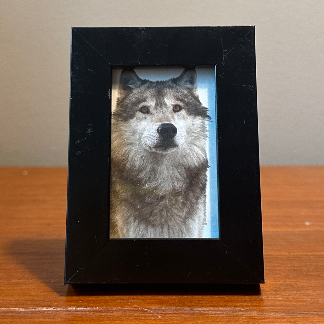 Solo Pet Portrait - Small