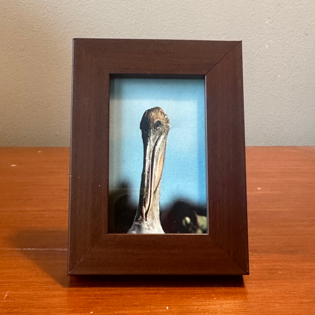 Solo Pet Portrait - Small